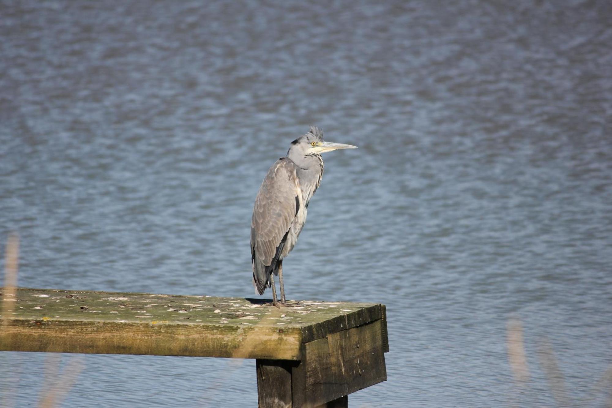 Lakeside Park Hotel&Spa Fishbourne  Buitenkant foto